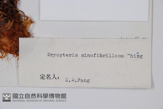 密鱗鱗毛蕨藏品圖，第2張