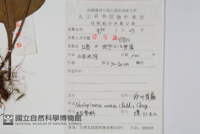 盾蕨藏品圖，第2張