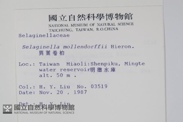 異葉卷柏藏品圖，第2張