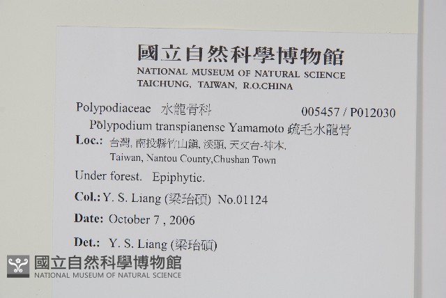 疏毛水龍骨藏品圖，第2張