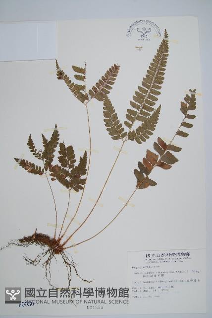 斜方複葉耳蕨藏品圖，第1張