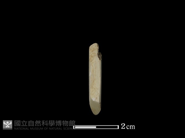 錛鑿形器藏品圖，第2張