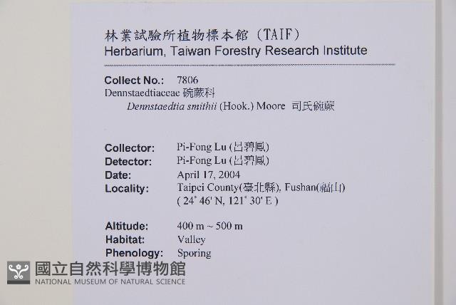 司氏碗蕨藏品圖，第2張