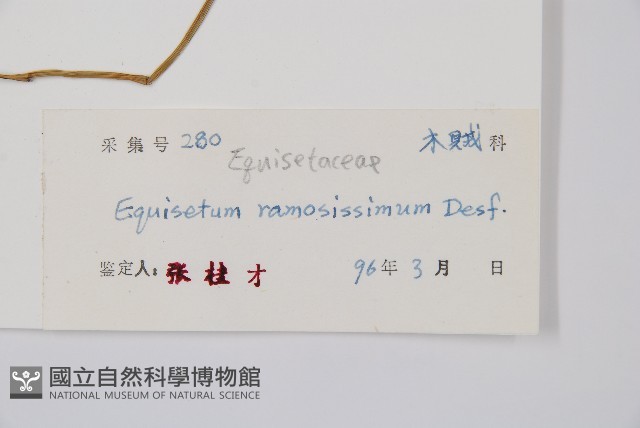 木賊藏品圖，第2張