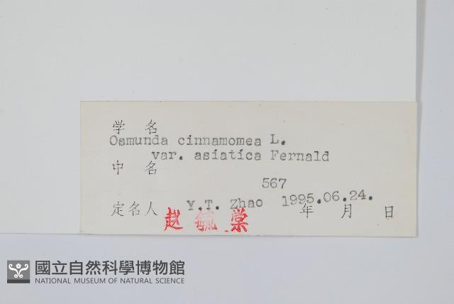 桂皮紫萁藏品圖，第2張