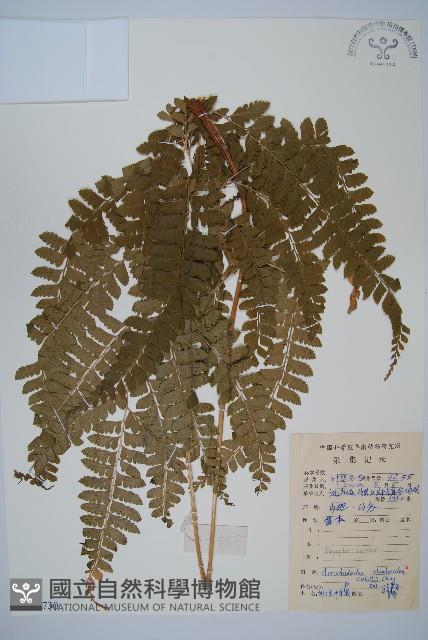 斜方複葉耳蕨藏品圖，第1張