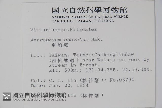 車前蕨藏品圖，第2張