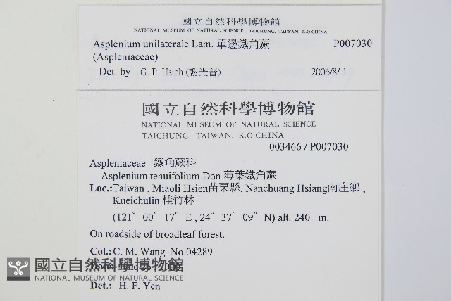 單邊鐵角蕨藏品圖，第2張