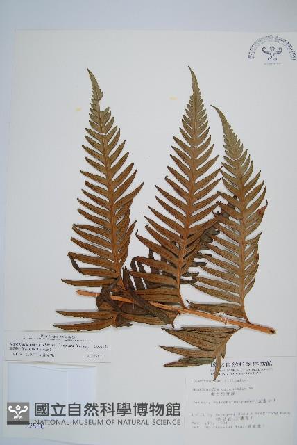 臺灣狗脊蕨藏品圖，第1張