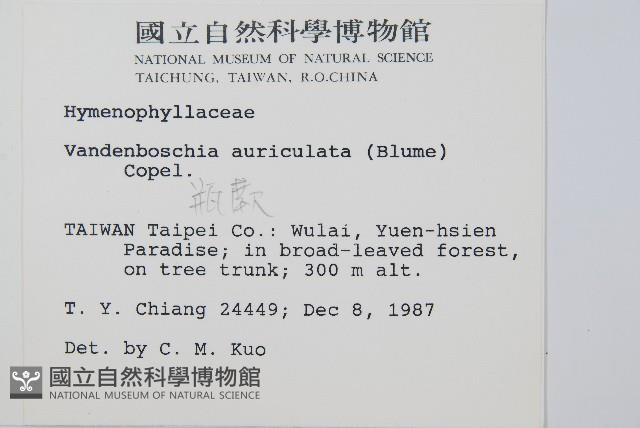 瓶蕨藏品圖，第2張