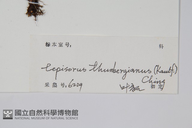 瓦葦藏品圖，第2張
