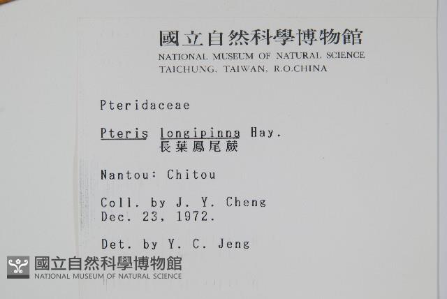 長葉鳳尾蕨藏品圖，第2張