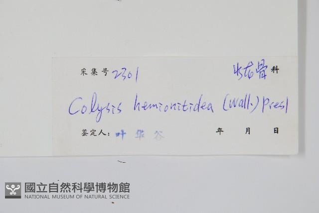 斷線蕨藏品圖，第2張