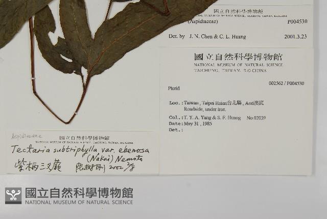 紫柄三叉蕨藏品圖，第2張