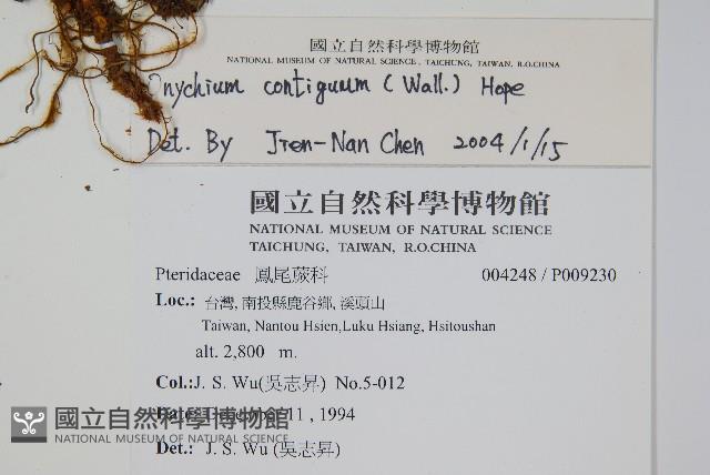 高山金粉蕨藏品圖，第2張