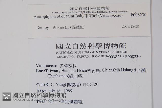 車前蕨藏品圖，第2張