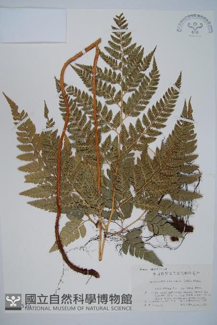 斜方複葉耳蕨藏品圖，第1張