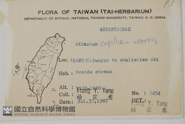 鐵線蕨藏品圖，第2張