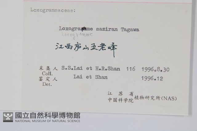 褐柄劍蕨藏品圖，第2張