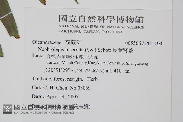 長葉腎蕨藏品圖，第2張
