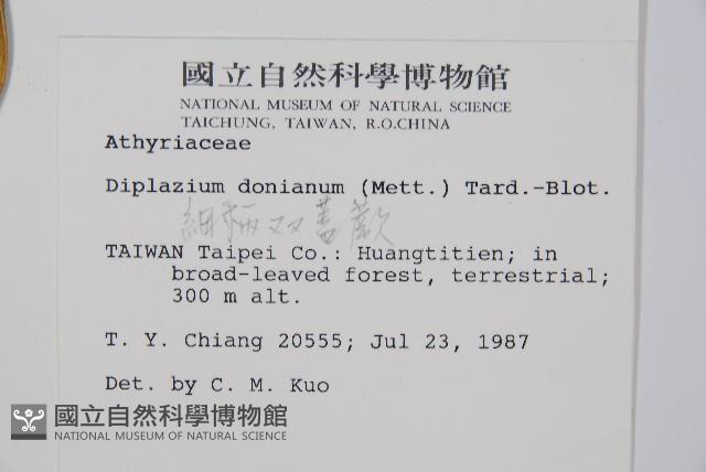 細柄雙蓋蕨藏品圖，第2張