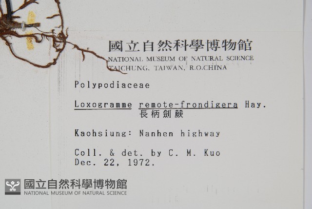 長柄劍蕨藏品圖，第2張