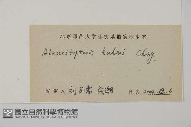 華北粉背蕨藏品圖，第5張