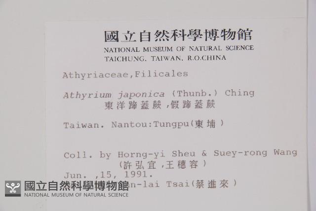 東洋蹄蓋蕨、假蹄蓋蕨藏品圖，第2張