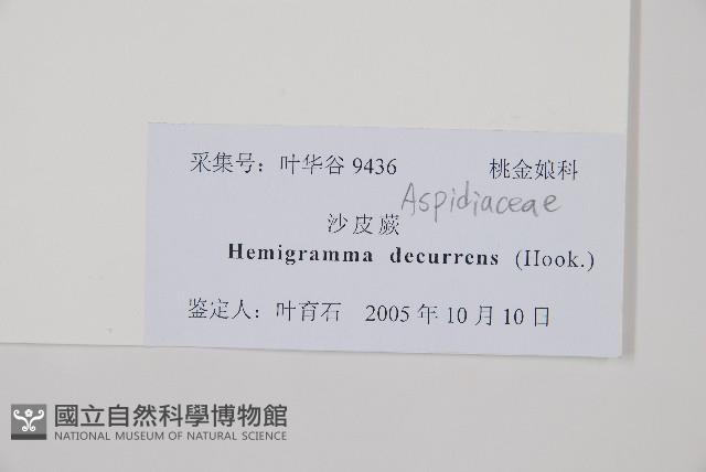 沙皮蕨藏品圖，第1張