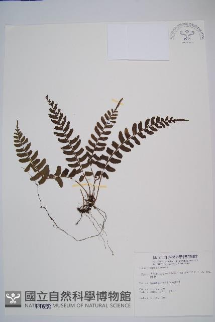 刺蕨藏品圖，第1張