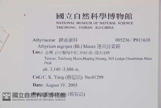 蓬萊蹄蓋蕨藏品圖，第2張