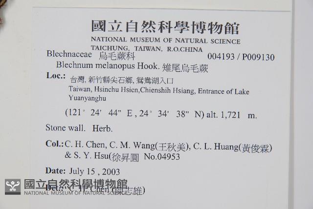 雉尾烏毛蕨藏品圖，第2張