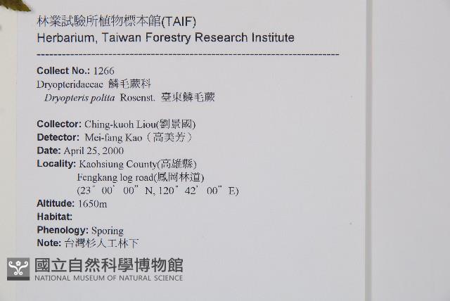 臺東鱗毛蕨藏品圖，第2張