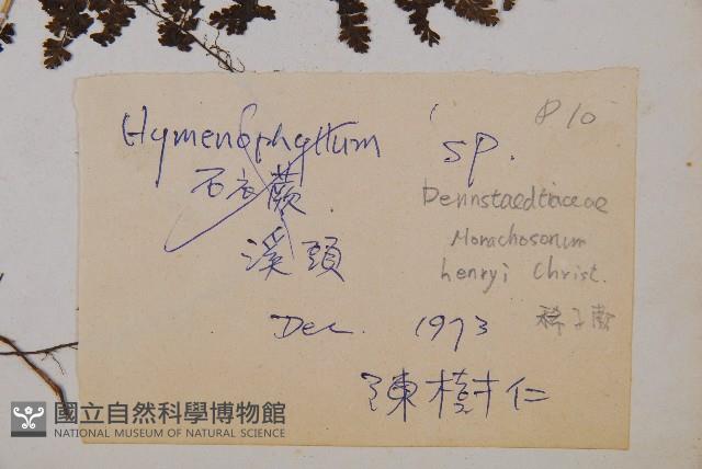 稀子蕨藏品圖，第2張