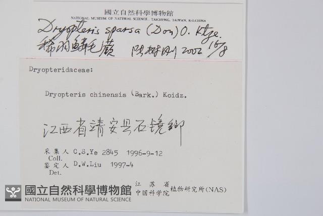 長葉鱗毛蕨藏品圖，第2張