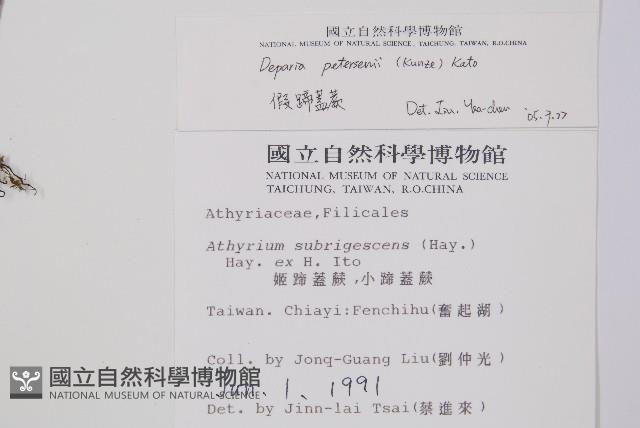 假蹄蓋蕨、東洋蹄蓋蕨藏品圖，第2張