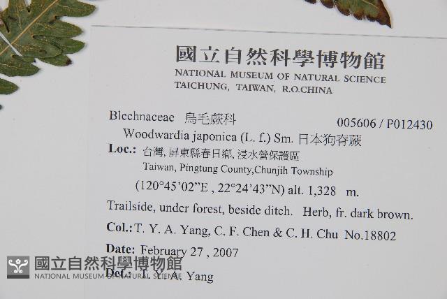 日本狗脊蕨藏品圖，第2張