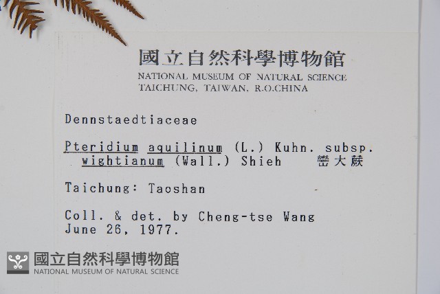 巒大蕨藏品圖，第2張