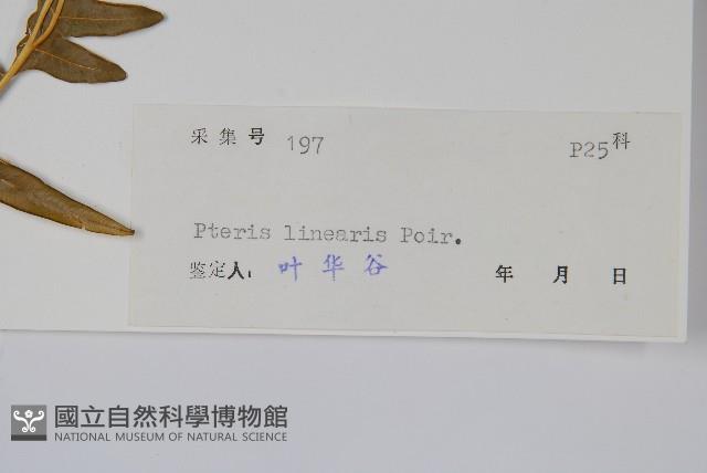 三角脈鳳尾蕨藏品圖，第2張