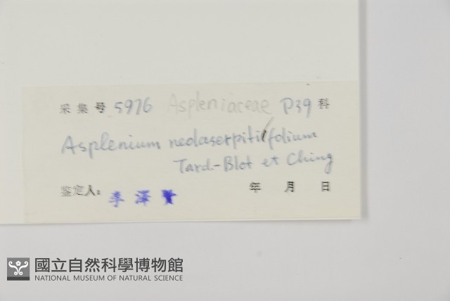 大黑柄鐵角蕨、黃鱗鐵角蕨、大羽鐵角蕨藏品圖，第2張
