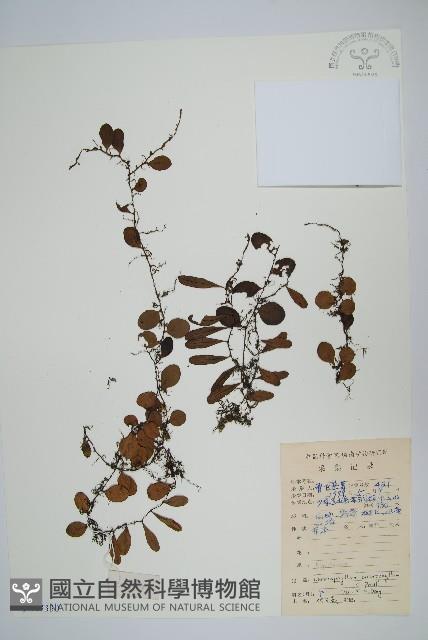 抱樹蕨、伏石蕨藏品圖，第1張