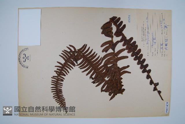 腎蕨藏品圖，第1張