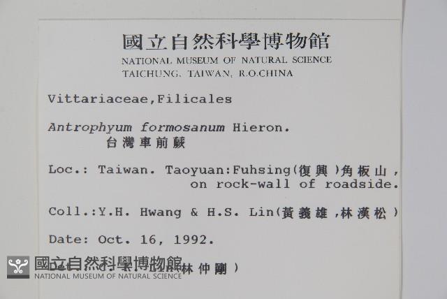 臺灣車前蕨藏品圖，第2張