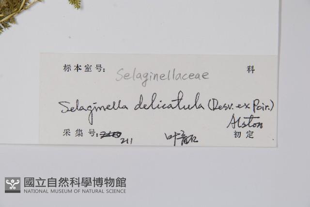 全緣卷柏藏品圖，第2張