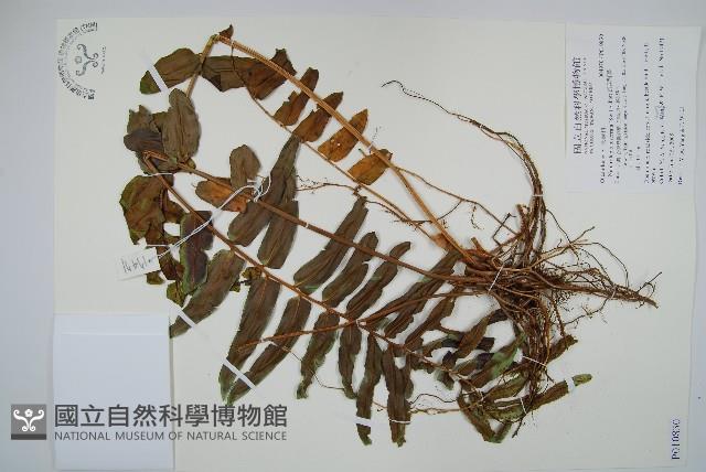 長葉腎蕨藏品圖，第1張