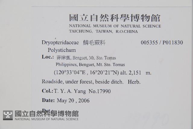 二尖耳蕨藏品圖，第2張