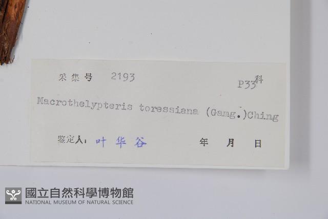 普通針毛蕨藏品圖，第2張