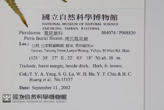 傅氏鳳尾蕨藏品圖，第2張
