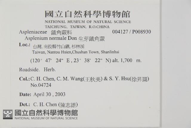 生芽鐵角蕨藏品圖，第2張