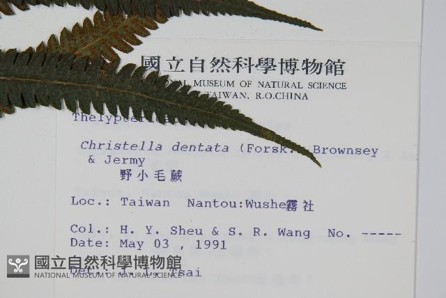 野小毛蕨藏品圖，第2張